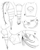 Espce Paraheterorhabdus (Paraheterorhabdus) longispinus - Planche 1 de figures morphologiques