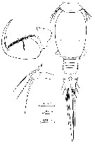 Espce Triconia inflexa - Planche 4 de figures morphologiques