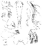 Species Triconia similis - Plate 12 of morphological figures