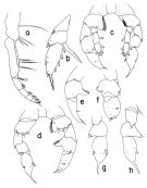 Espce Paraheterorhabdus (Paraheterorhabdus) longispinus - Planche 2 de figures morphologiques