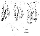 Espce Triconia similis - Planche 13 de figures morphologiques