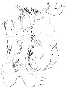 Espce Oncaea illgi - Planche 3 de figures morphologiques