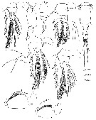 Espce Oncaea illgi - Planche 4 de figures morphologiques