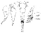 Espce Oncaea convexa - Planche 1 de figures morphologiques