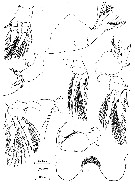 Espce Oncaea convexa - Planche 2 de figures morphologiques