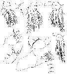 Espce Oncaea bowmani - Planche 2 de figures morphologiques