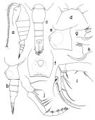 Espce Paraheterorhabdus (Paraheterorhabdus) illgi - Planche 1 de figures morphologiques
