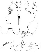 Espce Oncaea compacta - Planche 1 de figures morphologiques