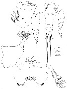 Espce Oncaea brocha - Planche 1 de figures morphologiques