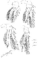Espce Oncaea brocha - Planche 2 de figures morphologiques