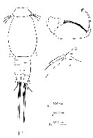 Espce Oncaea brocha - Planche 3 de figures morphologiques