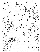 Espce Oncaea olsoni - Planche 2 de figures morphologiques
