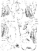 Species Oncaea damkaeri - Plate 3 of morphological figures