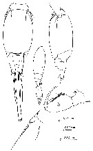 Espce Oncaea damkaeri - Planche 4 de figures morphologiques