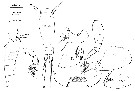 Espce Oncaea parila - Planche 3 de figures morphologiques
