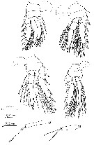 Espce Oncaea parila - Planche 4 de figures morphologiques