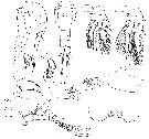 Espce Oncaea prolata - Planche 3 de figures morphologiques
