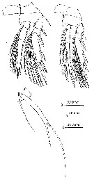 Espce Oncaea prolata - Planche 4 de figures morphologiques