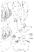 Espce Oncaea walleni - Planche 1 de figures morphologiques