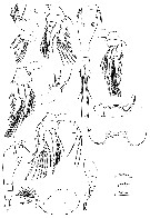 Espce Oncaea curvata - Planche 3 de figures morphologiques