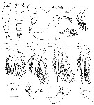 Espce Oncaea setosa - Planche 1 de figures morphologiques