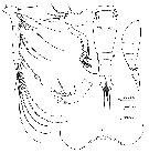 Espce Oncaea macilenta - Planche 4 de figures morphologiques