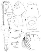 Espce Paraheterorhabdus (Paraheterorhabdus) medianus - Planche 1 de figures morphologiques
