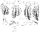 Espce Oncaea macilenta - Planche 5 de figures morphologiques