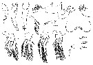 Espce Oncaea pumilis - Planche 1 de figures morphologiques