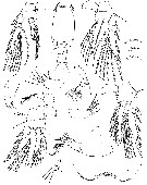 Espce Oncaea rotunda - Planche 2 de figures morphologiques