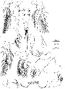 Espce Oncaea petila - Planche 1 de figures morphologiques