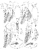 Espce Oncaea englishi - Planche 8 de figures morphologiques