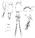 Species Epicalymma schmitti - Plate 3 of morphological figures