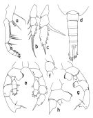 Espce Paraheterorhabdus (Paraheterorhabdus) medianus - Planche 2 de figures morphologiques