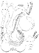 Espce Conaea rapax - Planche 4 de figures morphologiques