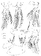 Espce Conaea rapax - Planche 5 de figures morphologiques