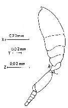 Espce Conaea rapax - Planche 7 de figures morphologiques