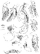 Espce Conaea hispida - Planche 2 de figures morphologiques