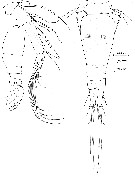 Espce Triconia inflexa - Planche 1 de figures morphologiques