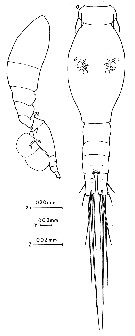Species Oncaea englishi - Plate 6 of morphological figures