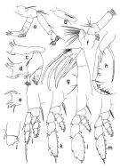 Espce Heterorhabdus spinifrons - Planche 2 de figures morphologiques