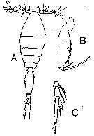 Espce Oncaea tenella - Planche 1 de figures morphologiques
