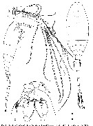 Espce Atrophia glacialis - Planche 3 de figures morphologiques