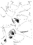 Espce Atrophia glacialis - Planche 4 de figures morphologiques