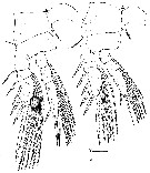 Espce Atrophia glacialis - Planche 5 de figures morphologiques