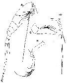 Espce Atrophia glacialis - Planche 7 de figures morphologiques
