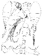 Espce Homeognathia brevis - Planche 3 de figures morphologiques