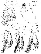 Espce Homeognathia brevis - Planche 4 de figures morphologiques