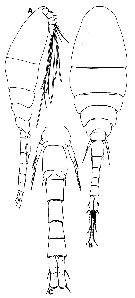 Espce Homeognathia brevis - Planche 5 de figures morphologiques