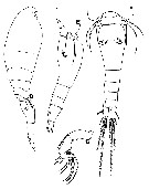 Espce Triconia borealis - Planche 3 de figures morphologiques
